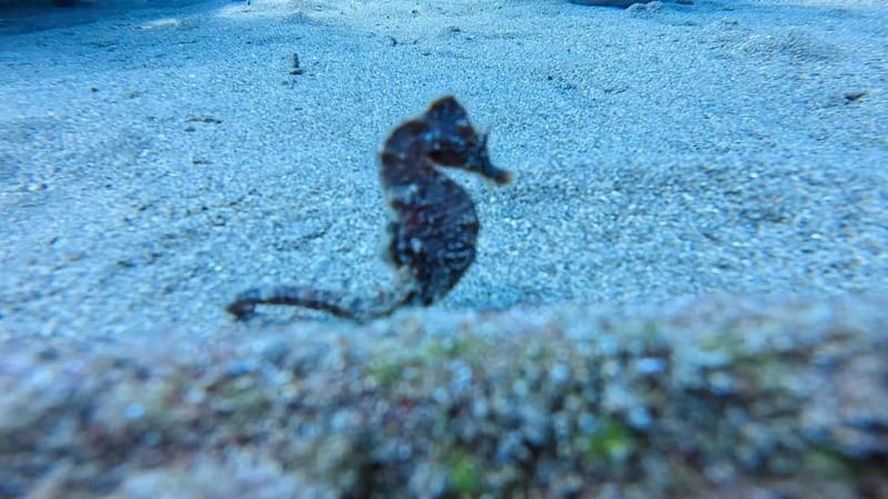 Lanzarote Your First Scuba Diving Experience - Key points to know before booking