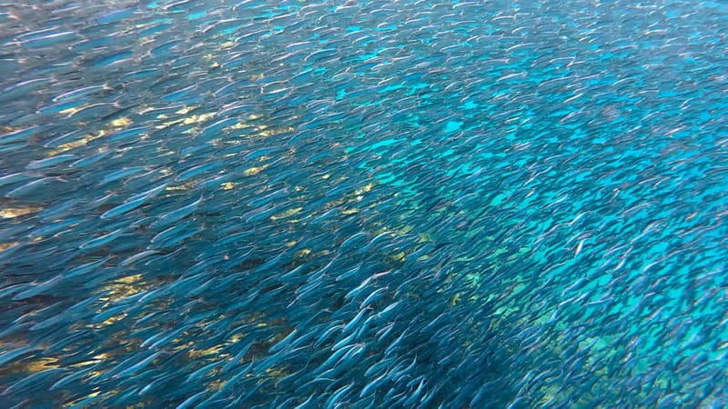 Lanzarote Your First Scuba Diving Experience - Entering Lanzarote’s volcanic Atlantic waters