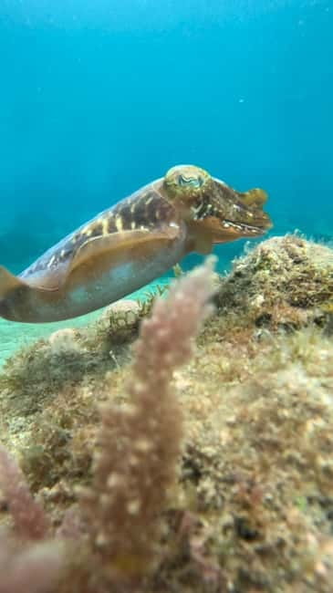 Lanzarote Your First Scuba Diving Experience - What may disappoint you