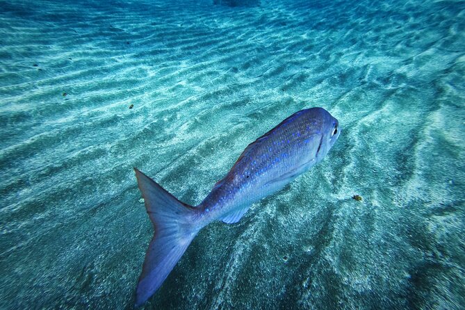 Learn Scuba Diving in Tenerife with Photos Included - Physical demands and who should book