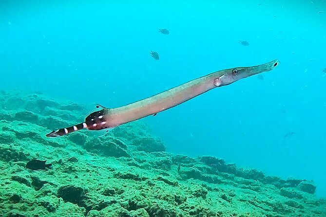 Learn Scuba Diving in Tenerife with Photos Included - The four ocean sessions and their depth limits
