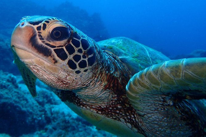 Learn to dive in 2 days Scuba Diver course - Key points to know before booking