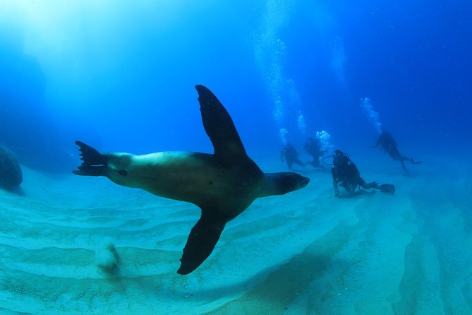 Learn to Scuba Dive in Cabo San Lucas with PADI - Why the small group matters