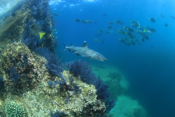 Learn to Scuba Dive in Cabo San Lucas with PADI - Pickup from San Jose del Cabo and Cabo San Lucas