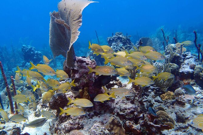 Learn to Scuba Dive in Punta Cana - Starting at 1 pm in Cabeza de Toro