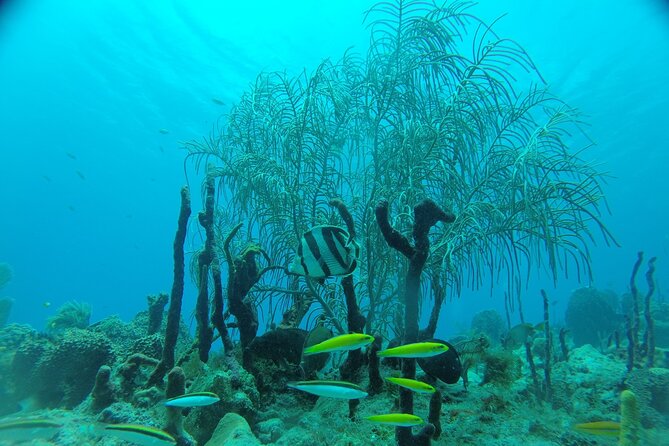 Learn to Scuba Dive in Punta Cana - Why the group size matters
