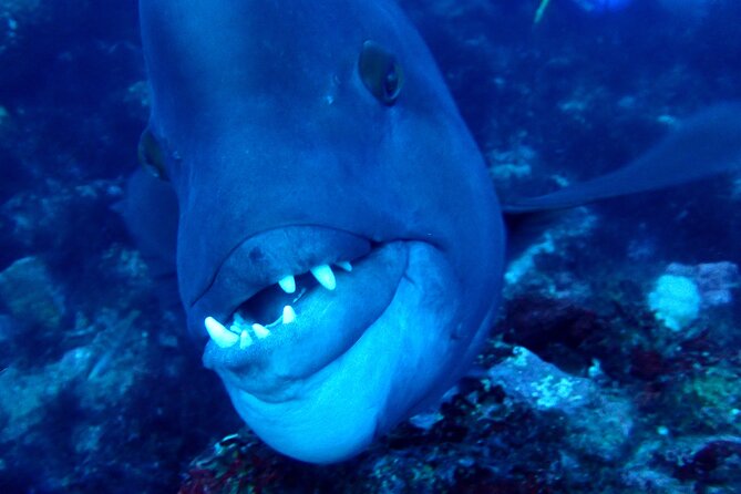 Let's enjoy Scuba diving in Izu Peninsula for certificate Diver - Underwater life: eels, shrimp, and small fish