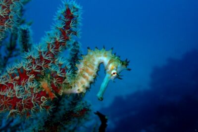 Let’s enjoy Scuba diving in Izu Peninsula for certificate Diver