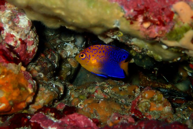Let's enjoy Scuba diving in Izu Peninsula for certificate Diver - Who will enjoy this most?