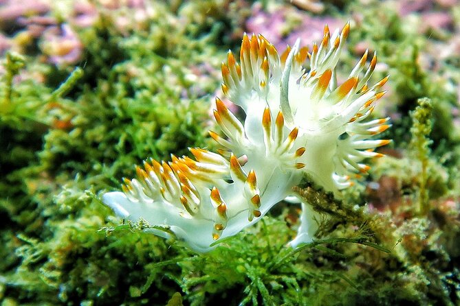 Lisbon Eco-Try Dive - Diving Baptism - Who should book this experience?