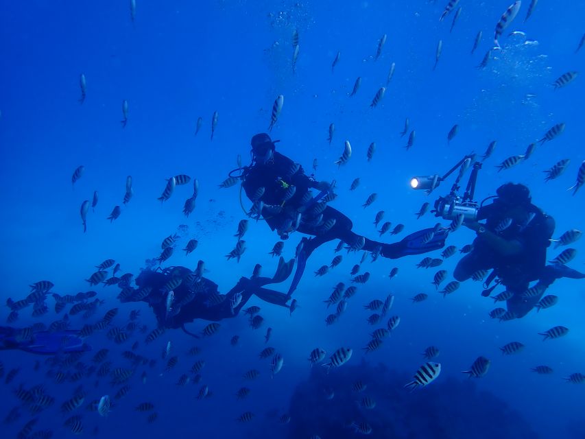 Lisbon: Try Dive in Arrábida Marine Reserve Setubal Sesimbra - Practical planning for your day