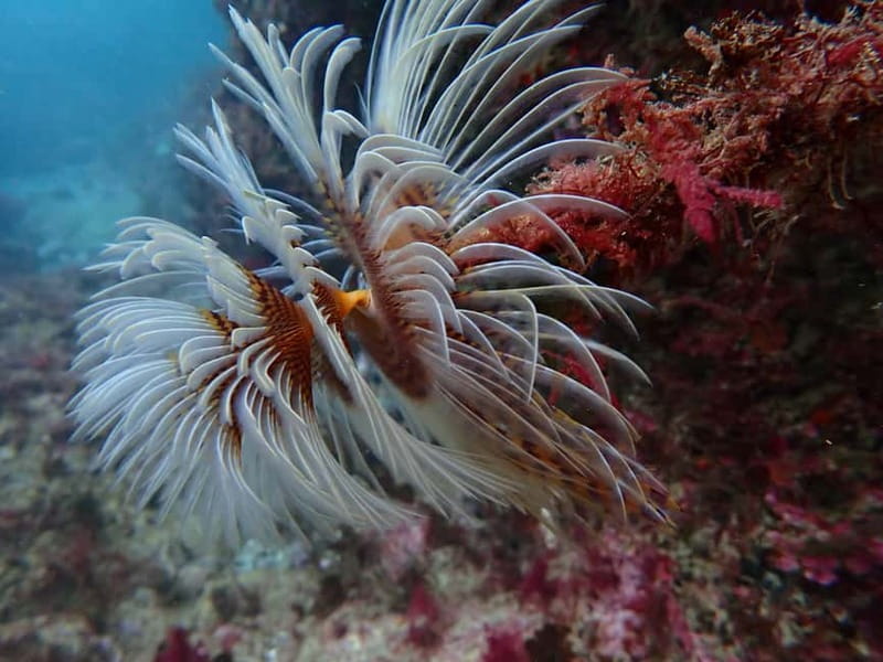 Lisbon: Try Scuba Diving in Arrábida Marine Reserve w/photos - A 20-minute speedboat ride through Arrábida