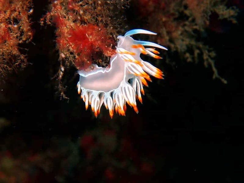 Lisbon: Try Scuba Diving in Arrábida Marine Reserve w/photos - Why the instruction matters for beginners