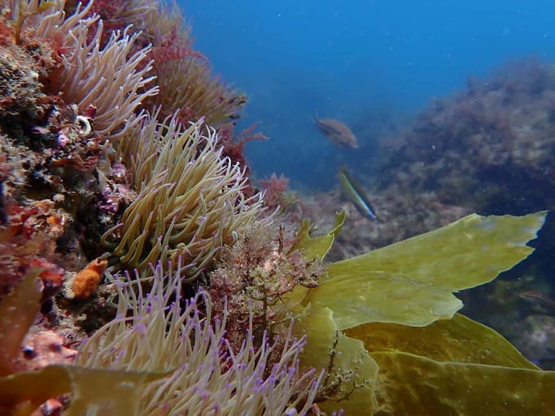 Lisbon: Try Scuba Diving in Arrábida Marine Reserve w/photos - Who should book this activity