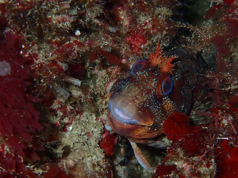 Lisbon: Try Scuba Diving in Arrábida Marine Reserve w/photos - Practical preparation before you leave