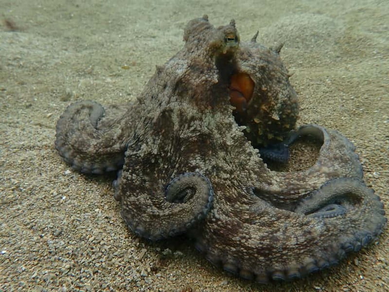 Lisbon: Try Scuba Diving in Arrábida Marine Reserve w/photos - What kind of day should you expect?