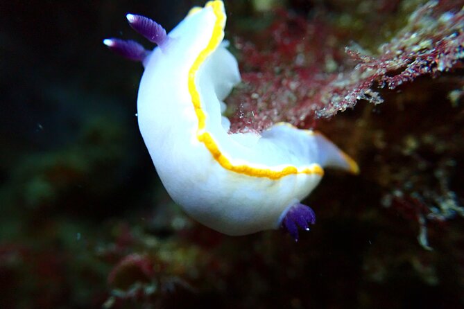 Lisbon: Try Scuba Diving in Arrabida Marine Reserve with photos - From Lisbon to Porto Abrigo in Sesimbra
