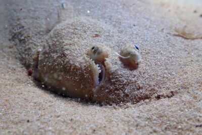 Lisbon: Try Scuba Diving in Arrabida Marine Reserve with photos