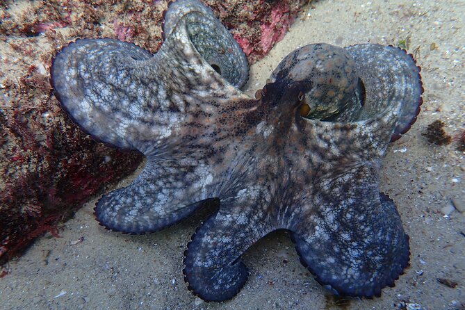 Lisbon: Try Scuba Diving in Arrabida Marine Reserve with photos - What is included for $108.84