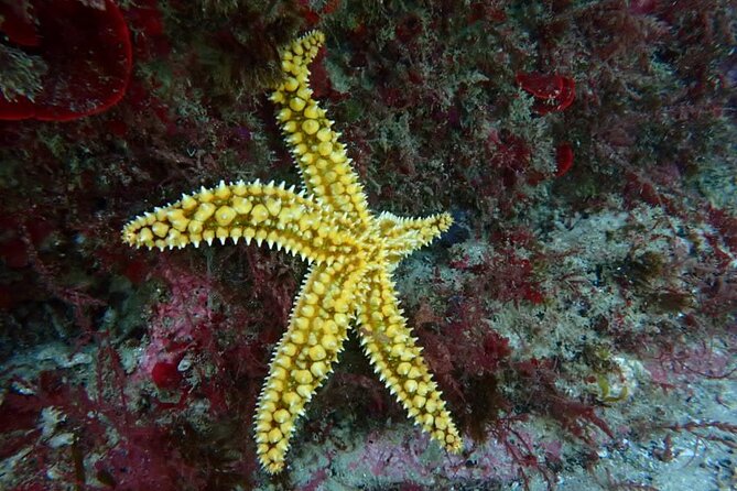 Lisbon: Try Scuba Diving in Arrabida Marine Reserve with photos - Group size, timing, and comfort