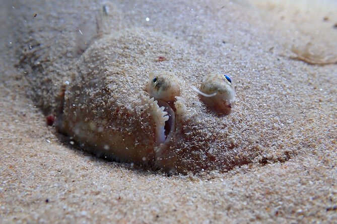 Lisbon: Try Scuba Diving in Arrabida Marine Reserve with photos - What happens before you enter the water