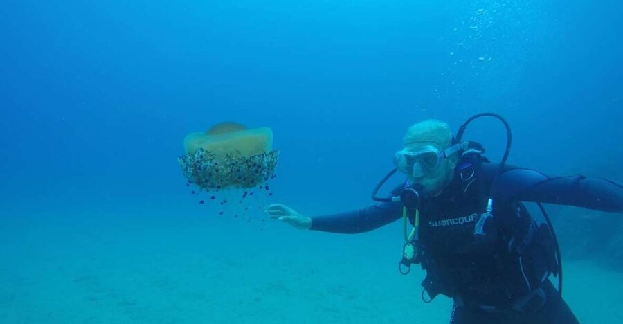 Lloret de Mar: Scuba Diving Experience no License Required - What This Lloret de Mar Experience Really Is
