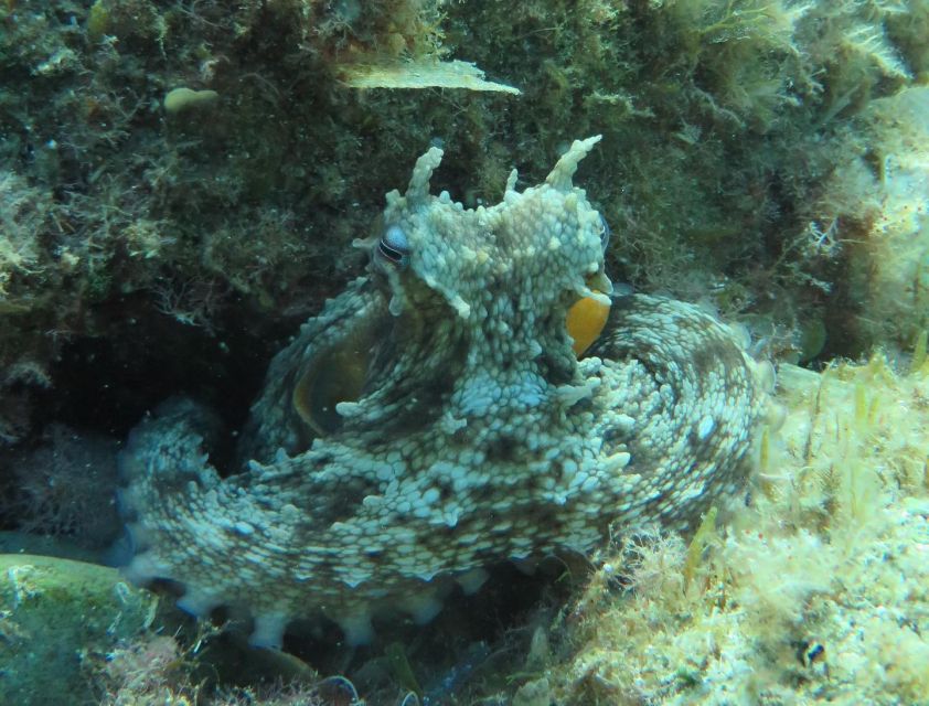 Lloret de Mar: Scuba Diving Experience no License Required - A Practical Verdict for Costa Brava Beginners