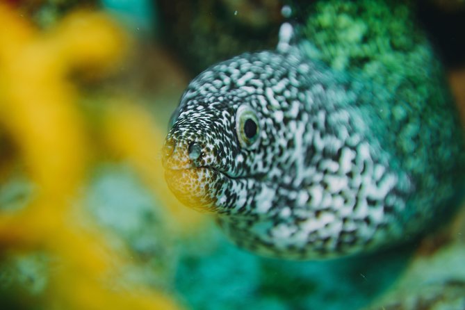 Local Dive in Playa del Carmen - Two Local Reefs, Two Underwater Plans