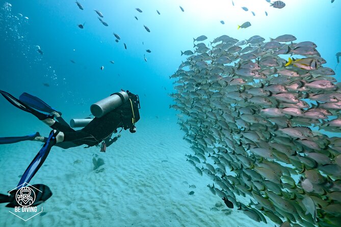Local Dive in Playa del Carmen - Why the Guide Matters More Than the Boat