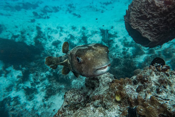 Local Dive in Playa del Carmen - Certification and Fitness Requirements