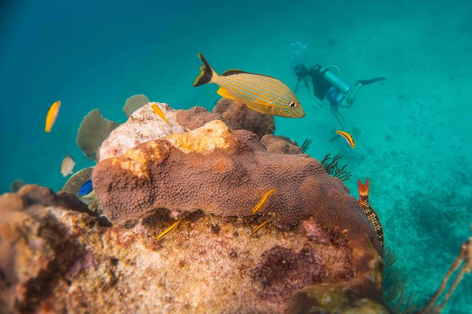 Local Dive in Playa del Carmen - The $155 Price and the Extra Gear Cost