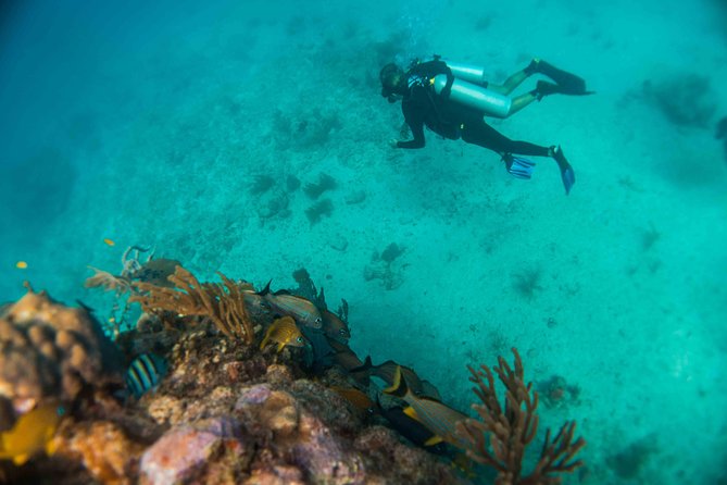 Local Dive in Playa del Carmen - Morning or Afternoon: Which Trip Fits Best?