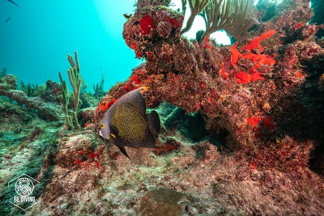 Local Dive in Playa del Carmen - A Private Feel Without a Large Group