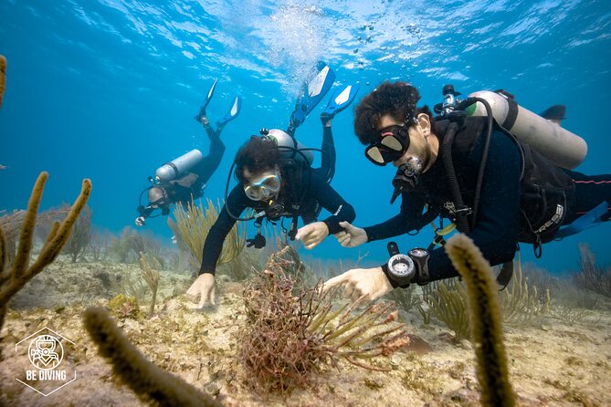 Local Dive in Playa del Carmen - Weather, Cancellations, and Timing