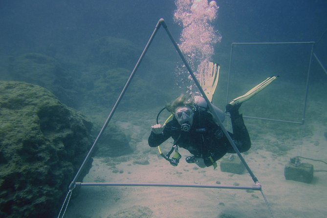 Local Guided Dives (for certified/licensed divers) - Choosing the right site for your certification