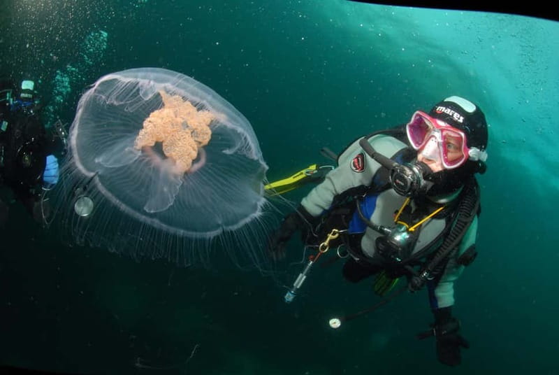 Lofoten: First Time Scuba Diving Experience - Key points to know before booking