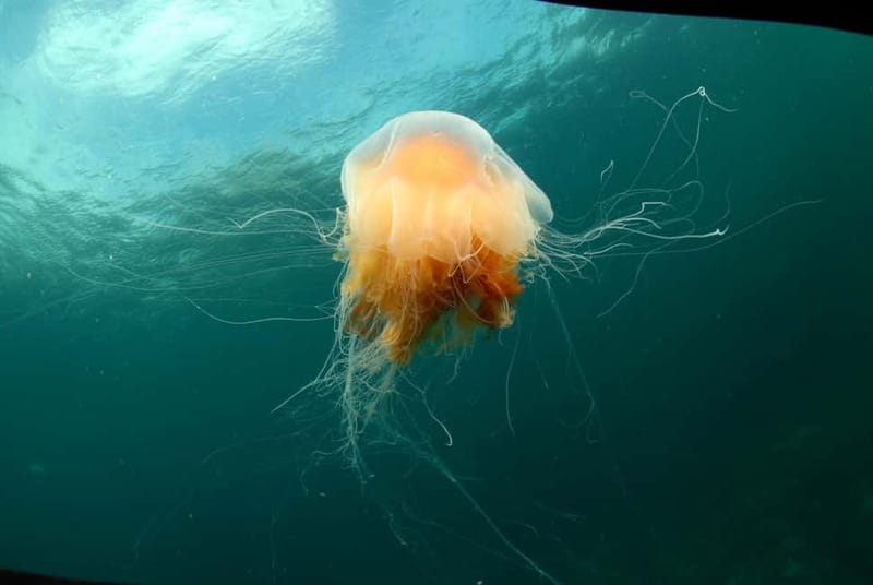 Lofoten: First Time Scuba Diving Experience - Starting beside the waterfront at Øyaveien 31