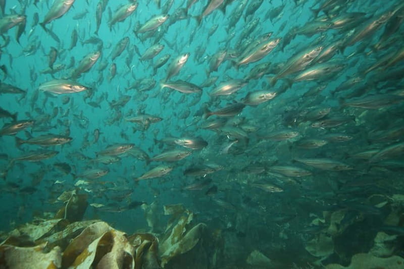 Lofoten: First Time Scuba Diving Experience - Who will get the most from this $282 experience