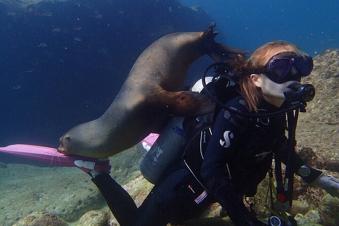 Los Cabos 1 tank dive to Land’s End (Certified Divers) - Equipment, certification, and the real cost