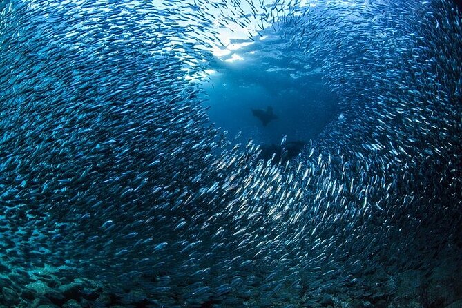 Los Cabos 1 tank dive to Land’s End (Certified Divers) - Who will get the most from this outing