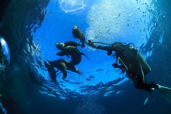 Los Cabos 2 tanks dive to The Corridor (Certified divers) - The first tank at about 60 feet