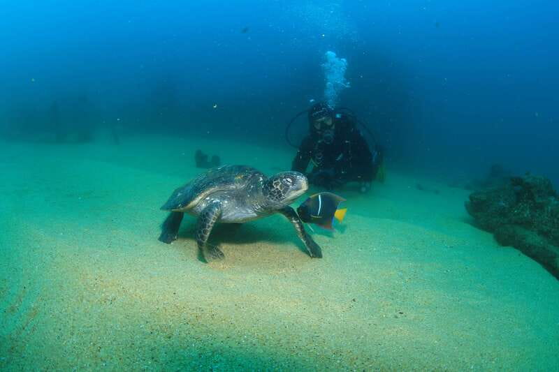 Los Cabos 3-Hour Certified Scuba Diving Tour - Key points before you book