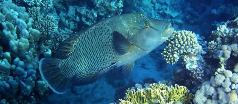 Los Cabos: 3-Hour Introductory Scuba Diving Adventure - Key points to know before booking
