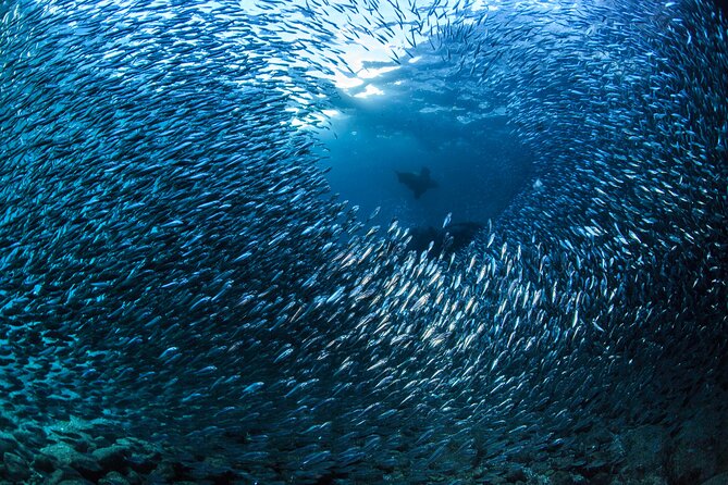 Los Cabos Beginner Scuba Dive Experience - What you can see beneath the surface