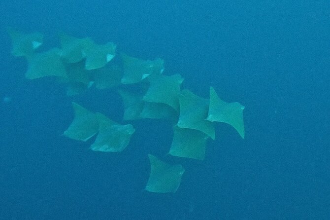 Los Cabos Beginner Scuba Dive Experience - Small groups make a real difference