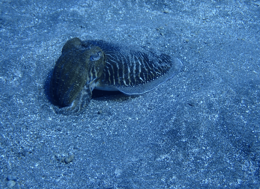Los Cristianos: Try Dive for beginners - Entering the water in Los Cristianos