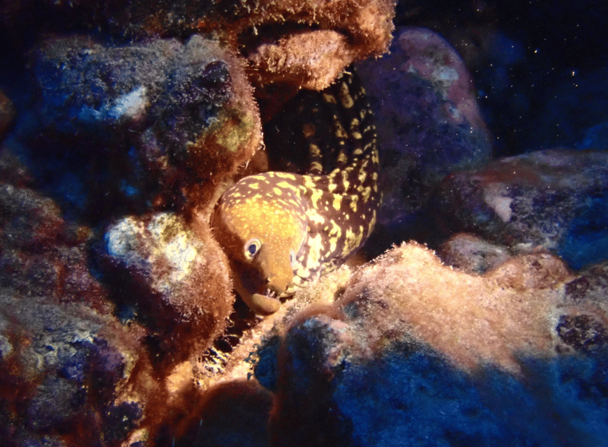 Los Cristianos: Try Dive for beginners - Why the small group of four helps