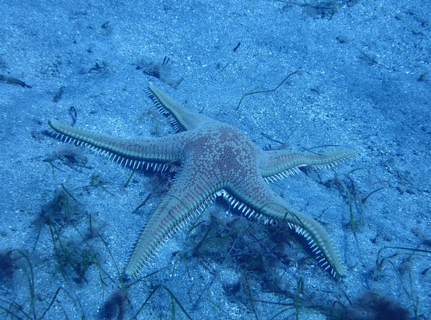 Los Cristianos: Try Dive for beginners - Is $94 good value?