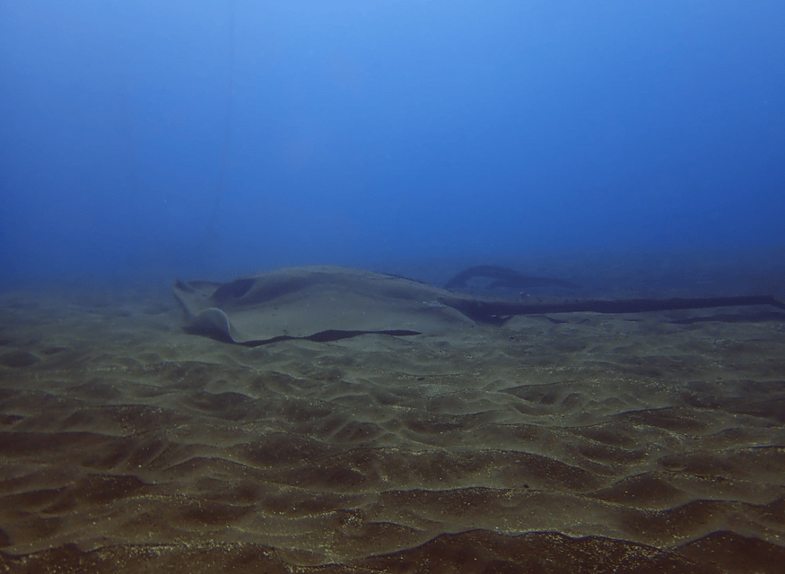 Los Cristianos: Try Dive for beginners - Who should book this experience?