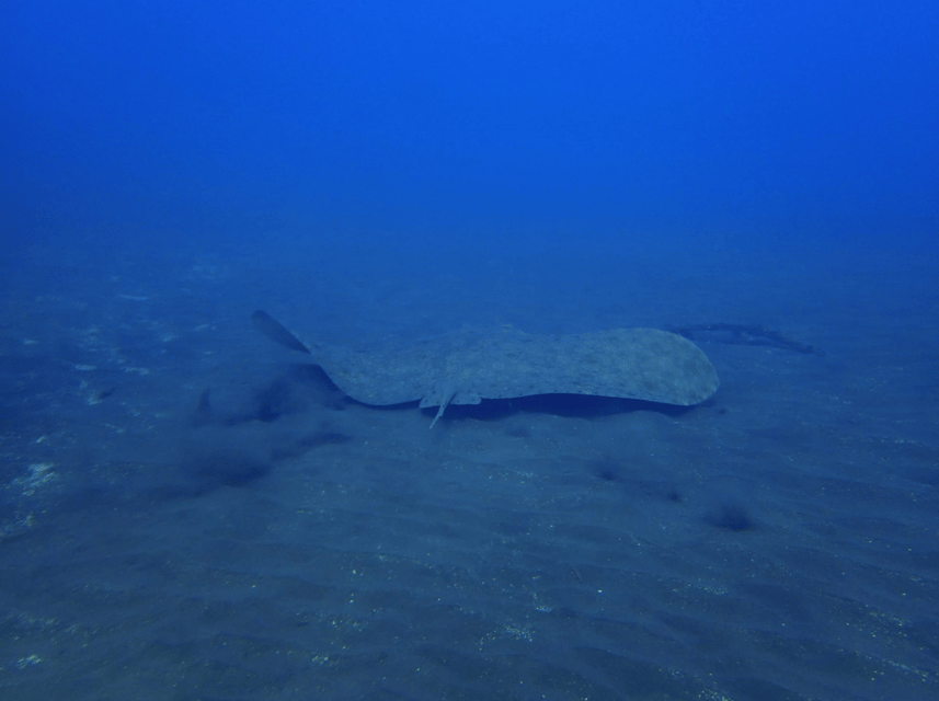 Los Cristianos: Try Dive for beginners - Timing, cancellation, and practical planning
